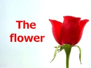 the flower